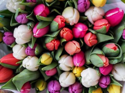 kolorowe-tulipany-676x507.jpg